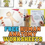free human anatomy worksheets