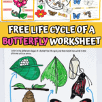 life cycle of a butterfly worksheet