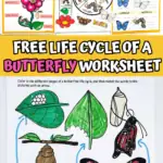 life cycle of a butterfly worksheet