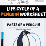 A collection of printable penguin-themed educational worksheets topped with a black banner that reads “Life Cycle of a Penguin Worksheet.” Highlighted in the foreground is a “Parts of a Penguin” activity with arrows drawn from labels to the penguin's body, identifying areas like flipper, eye, belly, and feathers.