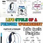 Educational penguin worksheets laid out on a flat surface, featuring a labeled penguin diagram with arrows pointing to parts like flipper, bill, and webbed feet, and multiple life cycle visuals showing stages: egg, incubating, hatchling, chick, fledgling, and adult. Large title in the middle says “Life Cycle of a Penguin Worksheet.”