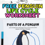 A colorful collage of printable penguin worksheets for kids, including a “Parts of a Penguin” label activity and multiple “Life Cycle of a Penguin” diagrams. Bold text in the center reads “Free Penguin Life Cycle Worksheet” in eye-catching blue, green, yellow, and pink font.