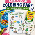 Plant life cycle coloring page and spinning wheel printable for kids.