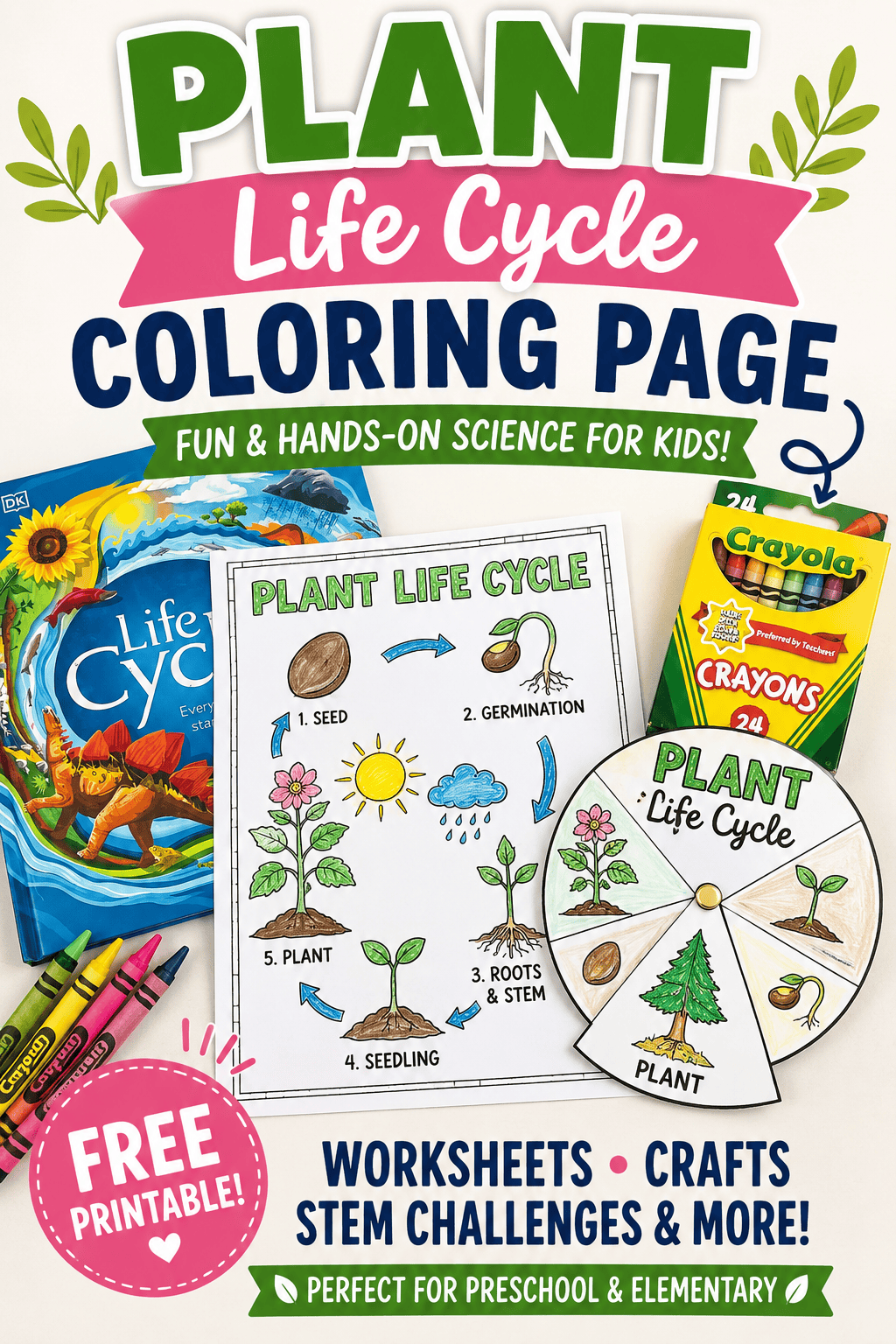 Plant life cycle coloring page and spinning wheel printable for kids.