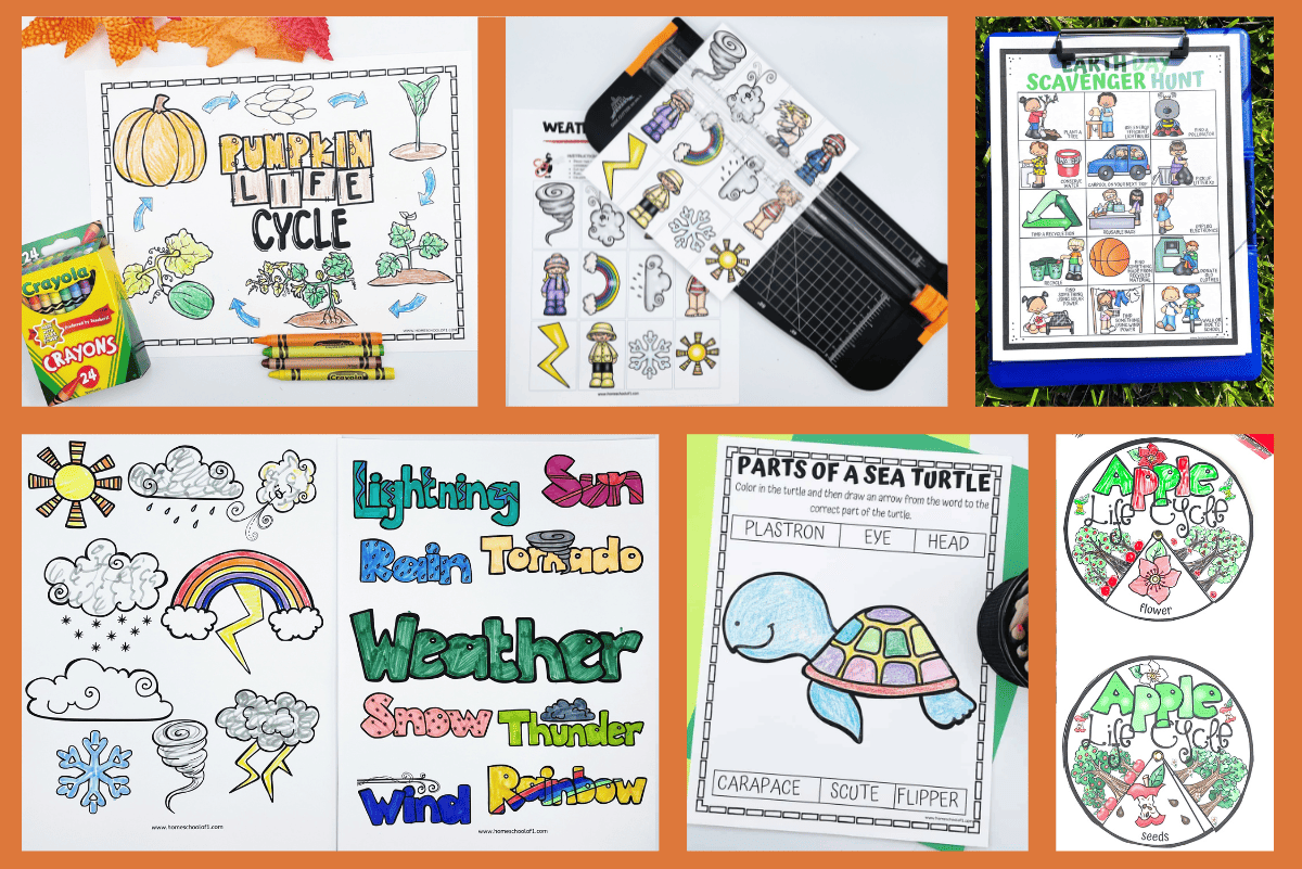 Collection of colorful free preschool science worksheets featuring themes like the pumpkin life cycle, weather elements, and parts of a sea turtle, ideal for educational fun.