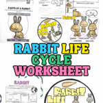 Rabbit life cycle worksheet printable for kids featuring labeling, coloring, parts of a rabbit, and cut-and-paste life cycle spinner activities for elementary science.