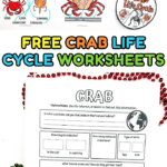 A collection of printable crab-themed worksheets for kids, featuring sections on crab anatomy, life cycle stages, habitat, and fun facts with cartoon crab illustrations.