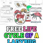 Printable ladybug life cycle worksheets including coloring, labeling, research, and a spinning wheel activity for kids.