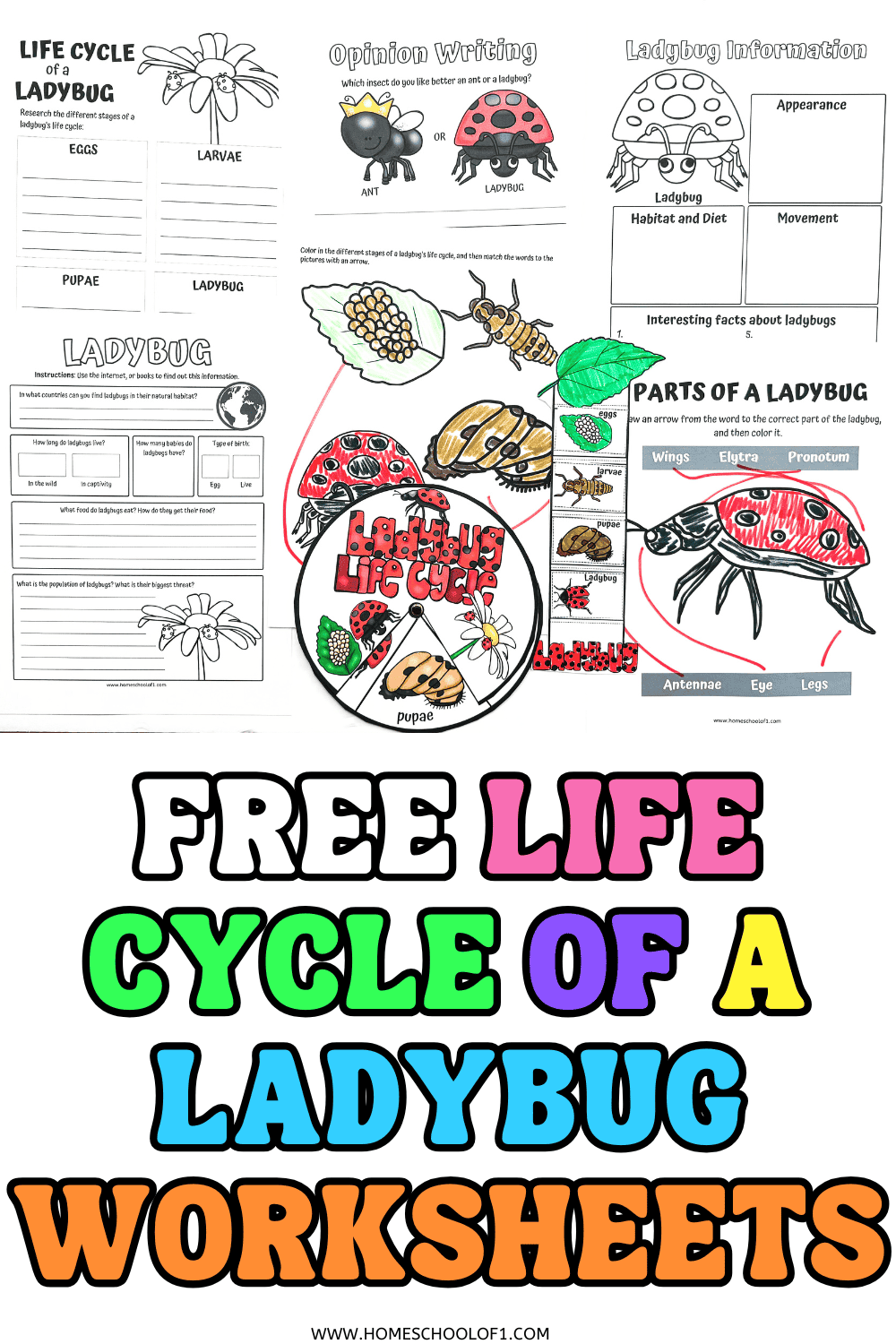 Printable ladybug life cycle worksheets including coloring, labeling, research, and a spinning wheel activity for kids.
