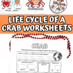 A variety of crab life cycle worksheets with diagrams, fill-in-the-blank sections, and parts of a crab labeled, designed for hands-on learning with colorful crab illustrations and decorative beads.