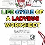 Ladybug life cycle worksheet with research questions about diet, habitat, lifespan, and population threats.