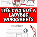 Hands-on ladybug science printables showing life cycle stages, body parts, and insect comparison writing activity.
