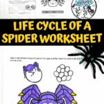 spider life cycle for kids