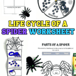 Printable spider life cycle worksheet featuring a spider life cycle spinner wheel, diagram stages labeled eggs, hatchling, spiderlings, and spider, and an anatomy activity that labels parts of a spider including abdomen, eyes, legs, and spinnerets.