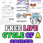 life cycle of a spider printable