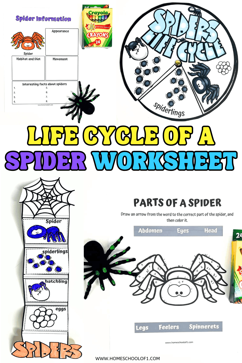 Printable spider life cycle worksheet featuring a spider life cycle spinner wheel, diagram stages labeled eggs, hatchling, spiderlings, and spider, and an anatomy activity that labels parts of a spider including abdomen, eyes, legs, and spinnerets.