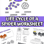 Colorful spider life cycle worksheet showing labeled cartoon stages from egg to spider, with matching word cutouts and images of eggs, sack, hatchling, spiderlings, and adult spider, ideal for preschool and elementary science lessons.