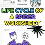 life cycle of a spider worksheet