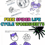 Collection of free spider life cycle worksheets for kids, including coloring pages, label-the-stage activities, and diagrams showing spider egg sacs, hatchlings, spiderlings, and adult spiders, designed to teach the full life cycle of a spider in a fun, visual format.