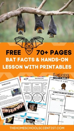 17 Free Printable Bat Worksheets For Kids