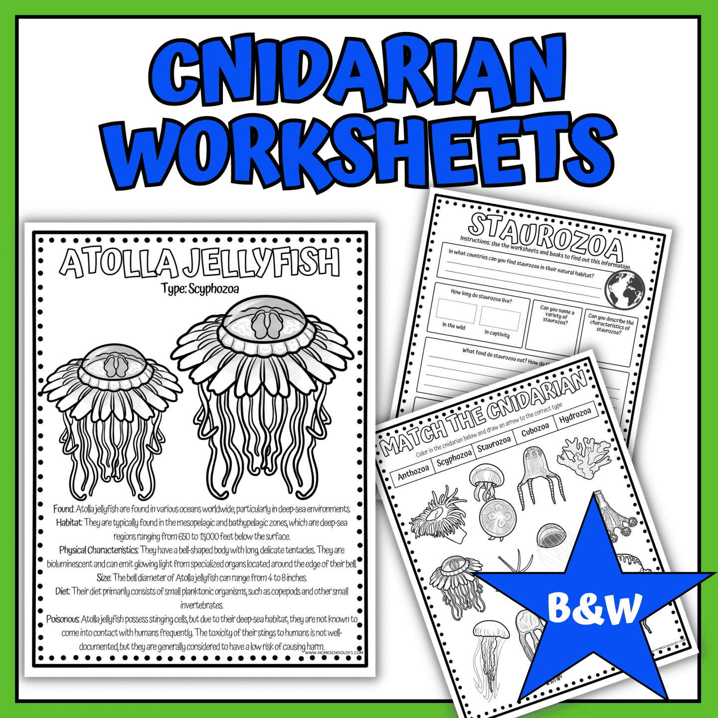 cnidarian worksheets