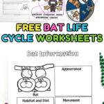 Collage of free bat life cycle worksheets including crafts, writing prompts, and labeling activities.