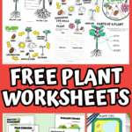 Educational plant worksheets for kids including diagrams on photosynthesis, plant parts, plant cells, and life cycle activities