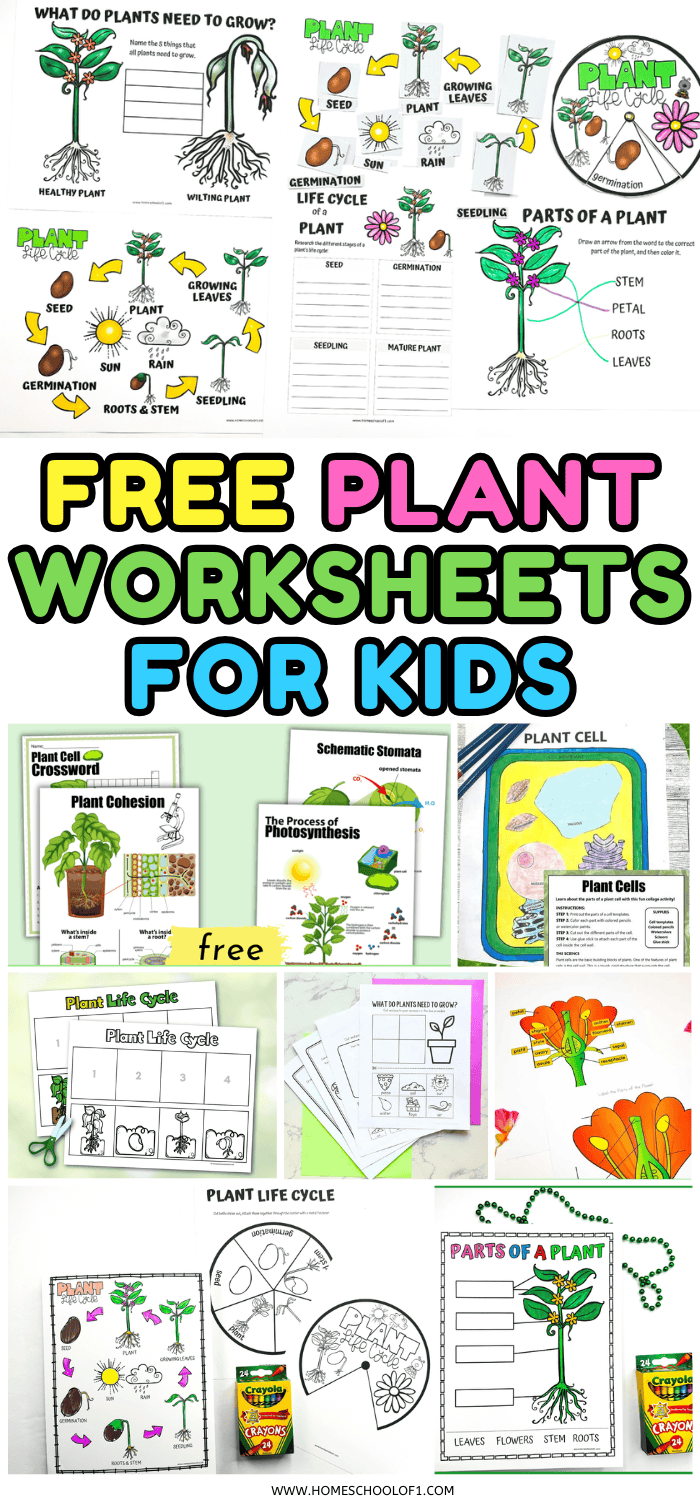 A collage of free printable plant worksheets for kids showing life cycles, parts of a plant, and plant cell diagrams

