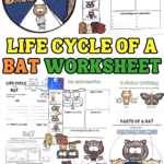 Colorful bat life cycle worksheet collage with spinner and foldable activities for kids.