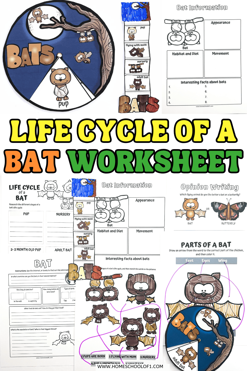 Colorful bat life cycle worksheet collage with spinner and foldable activities for kids.