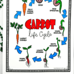 Coloring page showing the carrot life cycle from seed to fully grown carrot, with labeled stages in a circular diagram.