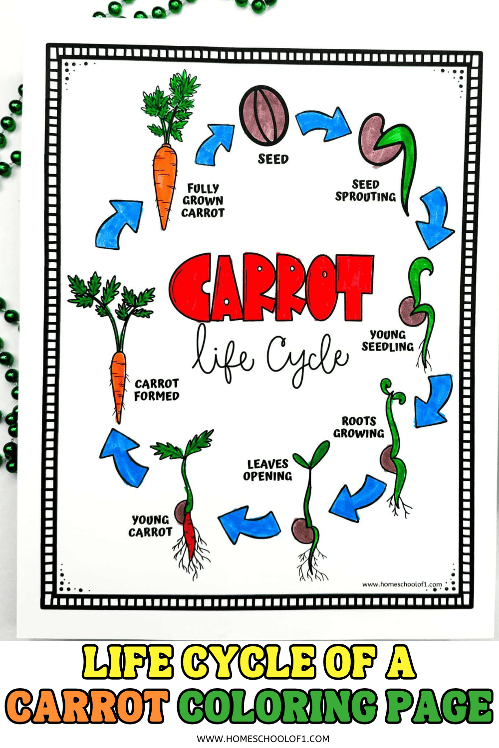 Coloring page showing the carrot life cycle from seed to fully grown carrot, with labeled stages in a circular diagram.