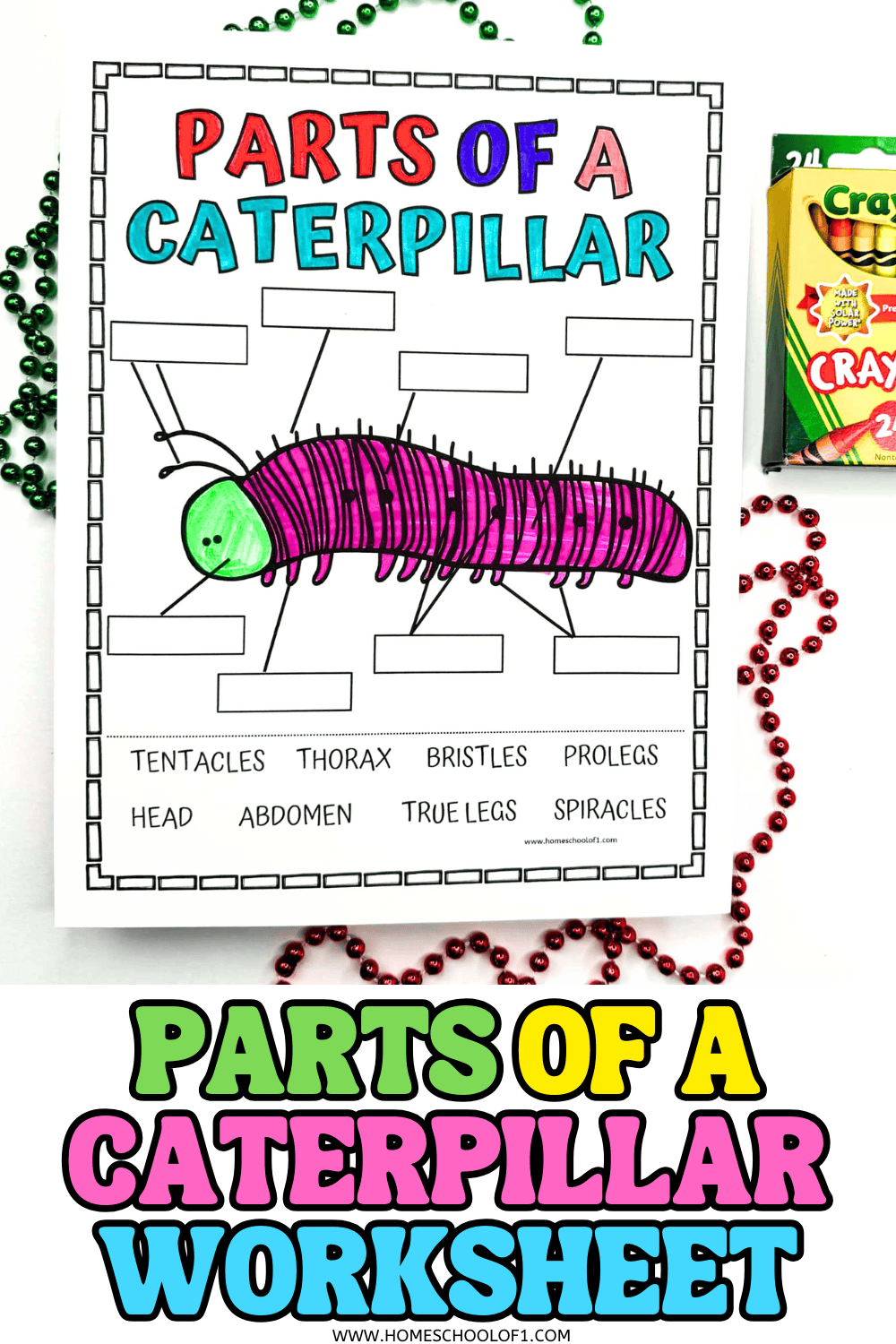 Printable parts of a caterpillar worksheet for kids showing a labeled diagram with blank spaces to fill in terms like tentacles, thorax, bristles, prolegs, head, abdomen, true legs, and spiracles. The caterpillar is colored bright green and purple, with crayons and beads placed around the page.