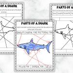 Set of three 'Parts of a Shark' worksheets for educational purposes. One worksheet is colored with labels connected by arrows to the parts of the shark, while the other two are blank templates for students to complete.