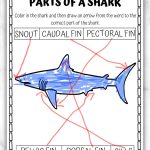 Detailed 'Parts of a Shark' worksheet showing a colored shark with labeled parts. Arrows point to the snout, caudal fin, pectoral fin, pelvic fin, dorsal fin, and gills, helping students learn shark anatomy.