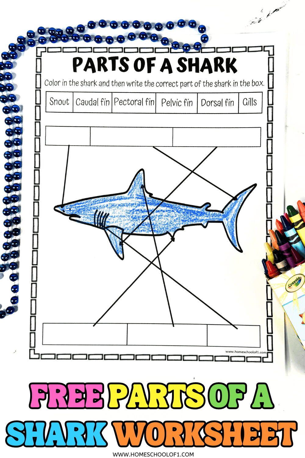 Worksheet page from a free printable set focused on learning shark anatomy by labeling key body parts.
