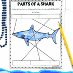 Free parts of a shark worksheet showing an outline of a shark for coloring and labeling in early elementary science lessons.