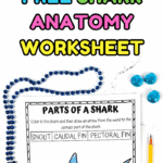 Shark anatomy worksheet for kids with blank labeling sections to help identify parts like dorsal and pectoral fins.