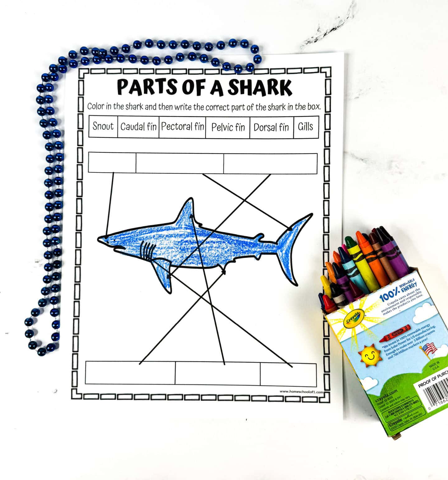 Printable label a shark worksheet featuring a diagram with blank boxes for identifying parts like snout, gills, and caudal fin.