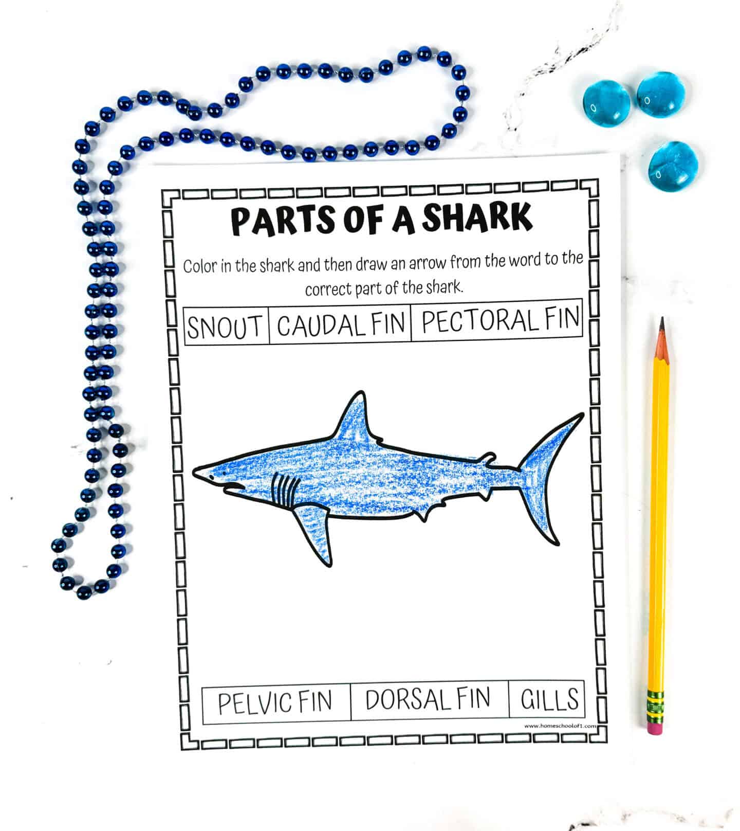 Simple diagram labeling parts of a shark, including fins and gills, from an educational shark anatomy worksheet.