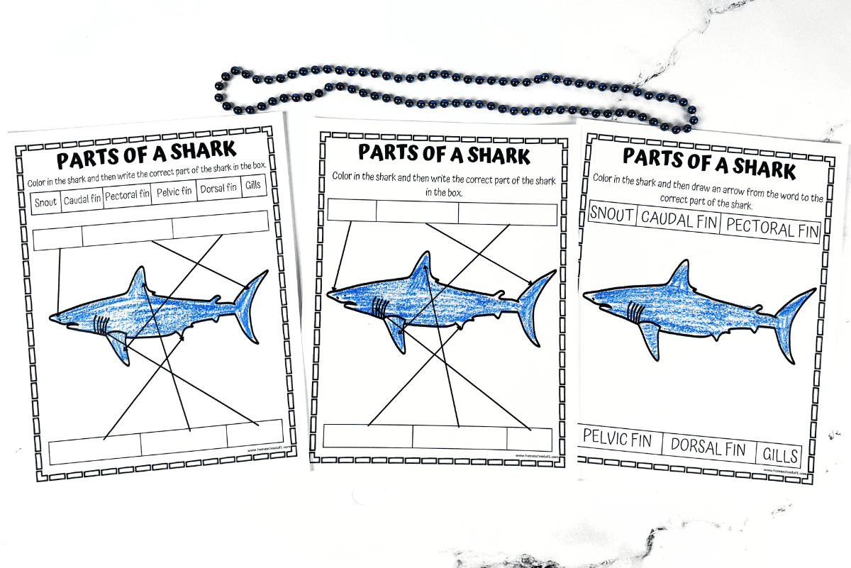Answer key page from the parts of a shark worksheet, showing completed labels for each part of the shark’s body.