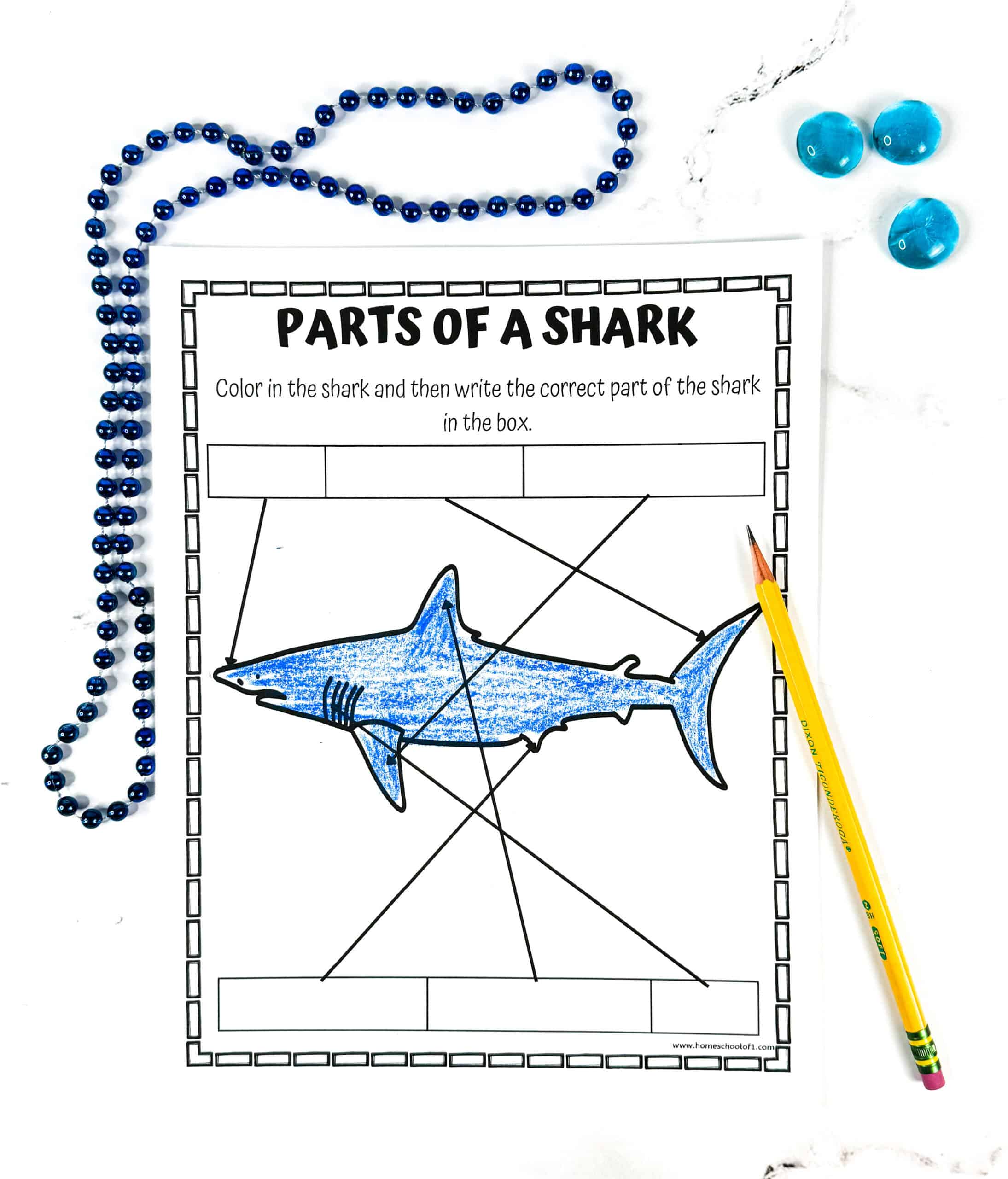 Labeled shark anatomy diagram showing dorsal fin, gills, snout, and tail—used in a parts of a shark worksheet for kids.