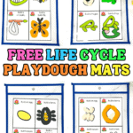 Four laminated playdough mats show step-by-step life cycles for a butterfly, frog, ladybug, and bee, with corresponding playdough models in bright colors like orange, green, red, and black.
