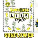Printable sunflower life cycle coloring page showing stages from seed to bloom with arrows, seeds, sprouts, leaves, and a full sunflower in a circular diagram.
