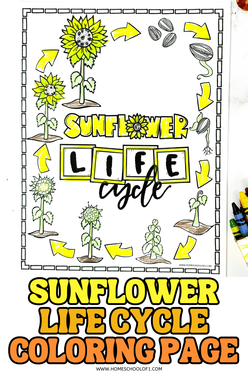 Printable sunflower life cycle coloring page showing stages from seed to bloom with arrows, seeds, sprouts, leaves, and a full sunflower in a circular diagram.