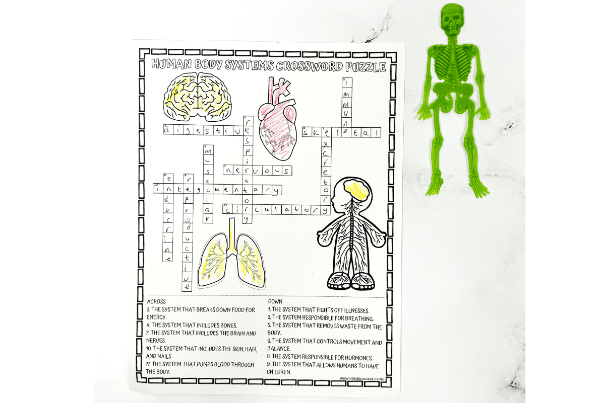 body systems crossword