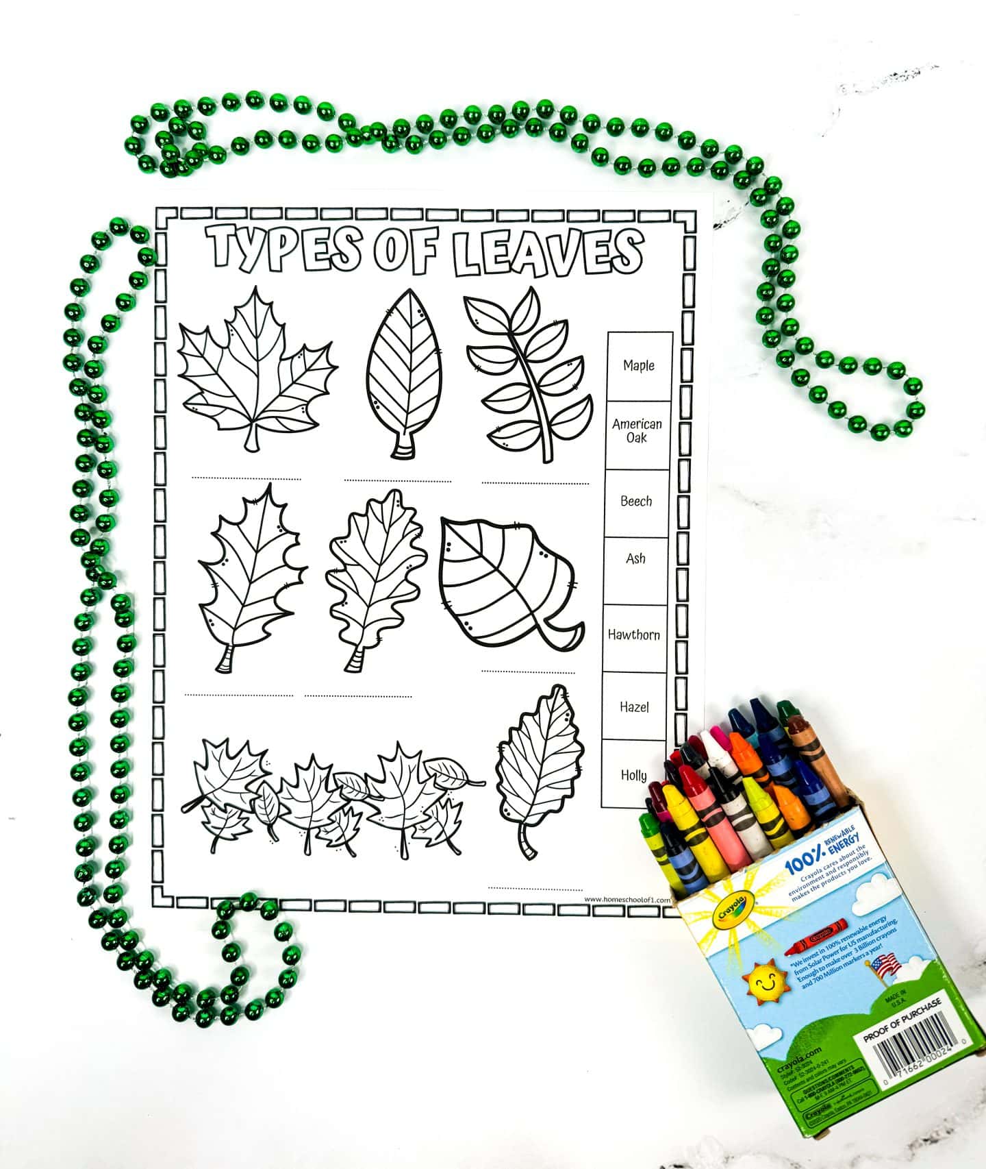 A black and white printable worksheet titled “Types of Leaves” featuring outlined illustrations of eight different leaf types, including maple, beech, ash, holly, American oak, hazel, and hawthorn. The right side has a list of leaf names for matching, and a box of crayons sits nearby, inviting kids to color and label each leaf for a fun nature study activity.