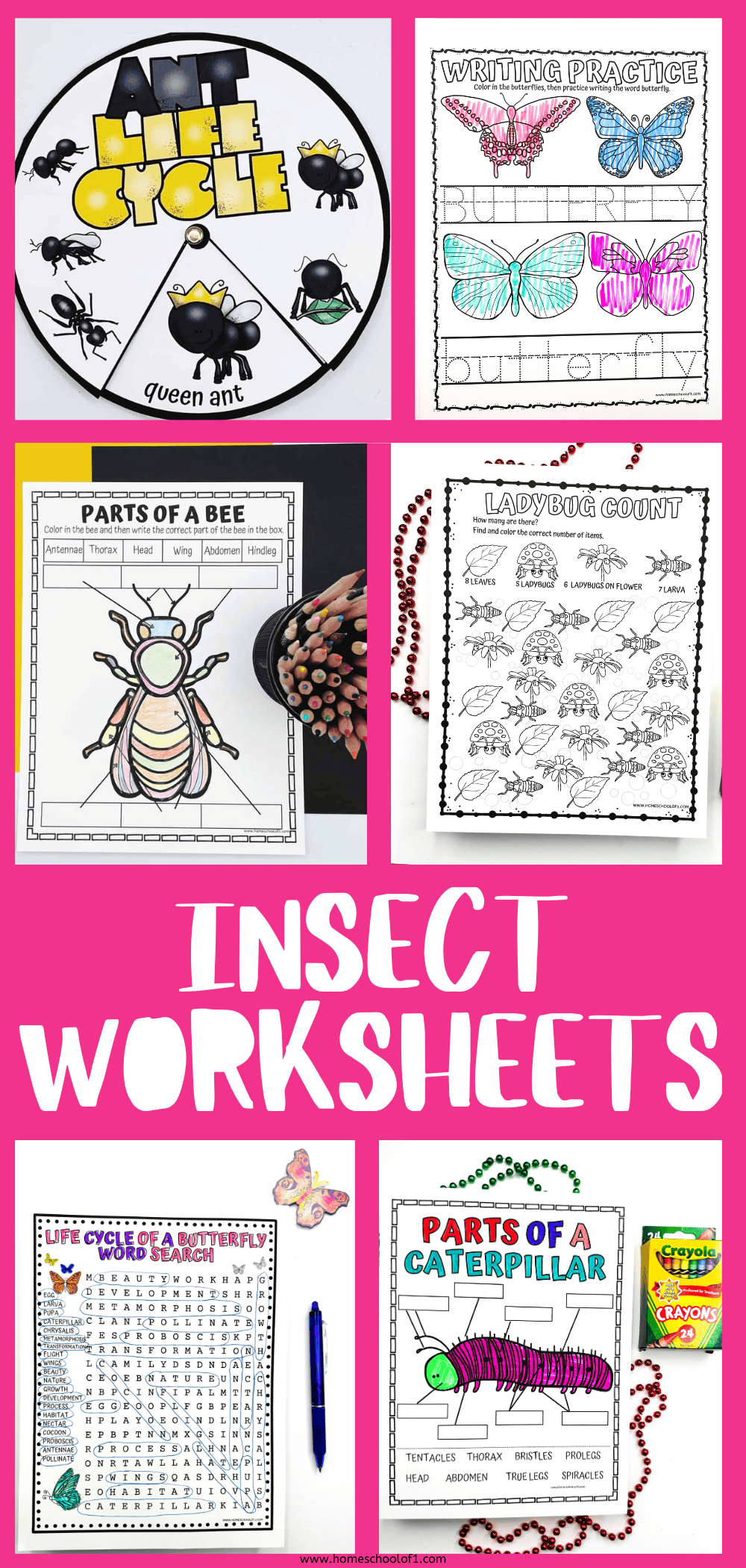 insect worksheets