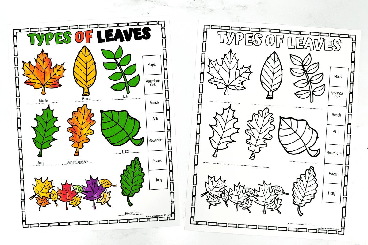 Two printable leaf classification worksheets side by side, one in color and one in black and white. Each worksheet displays labeled illustrations of various leaf types—maple, beech, ash, holly, American oak, hazel, and hawthorn—making it an engaging resource for plant identification and fall-themed science lessons.