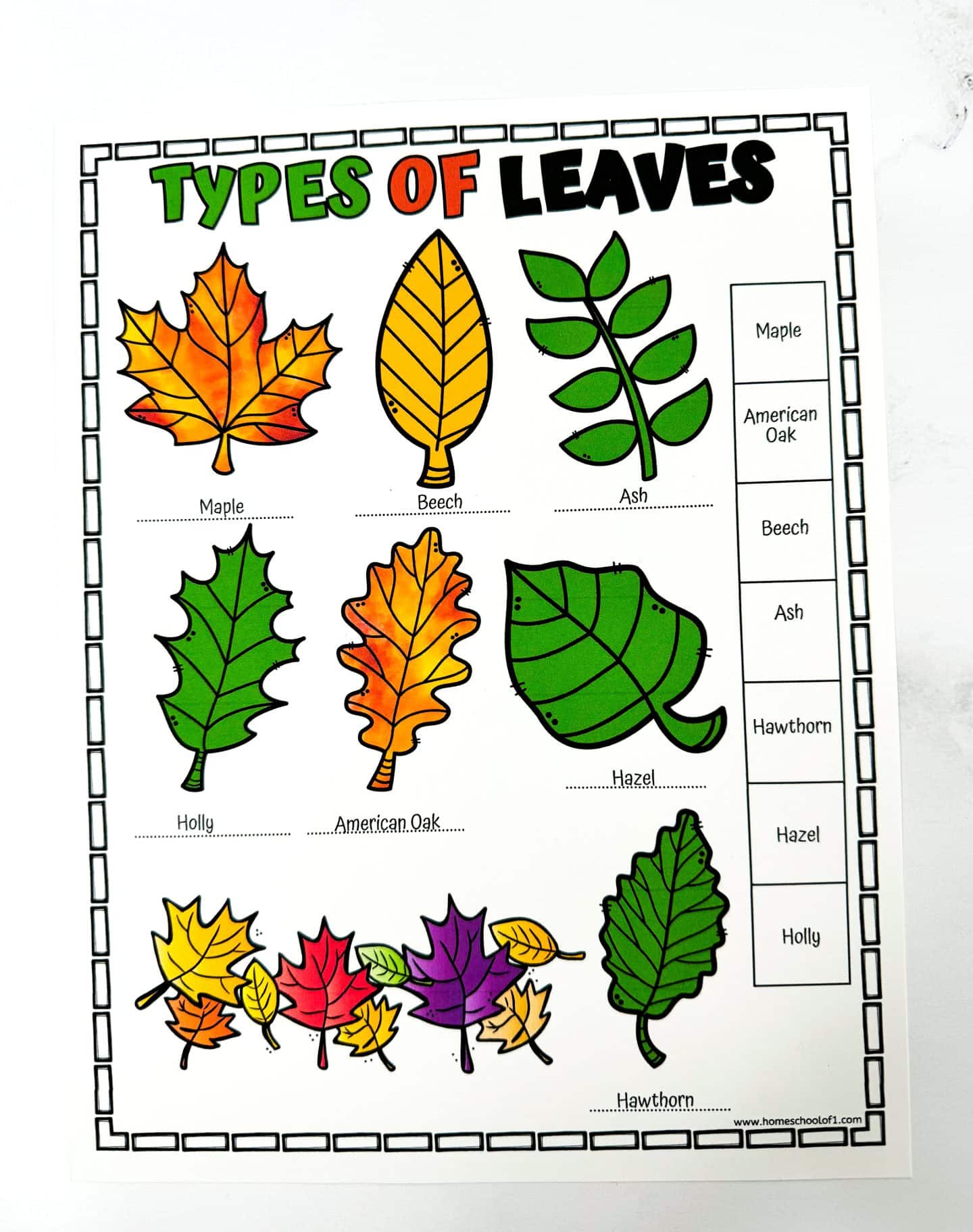 Colorful printable worksheet titled “Types of Leaves” featuring illustrated leaf shapes for Maple, Beech, Ash, Holly, American Oak, Hazel, and Hawthorn. Each leaf is brightly colored, and there's a matching box of tree names for kids to label the correct leaf type, ideal for a nature or science activity.